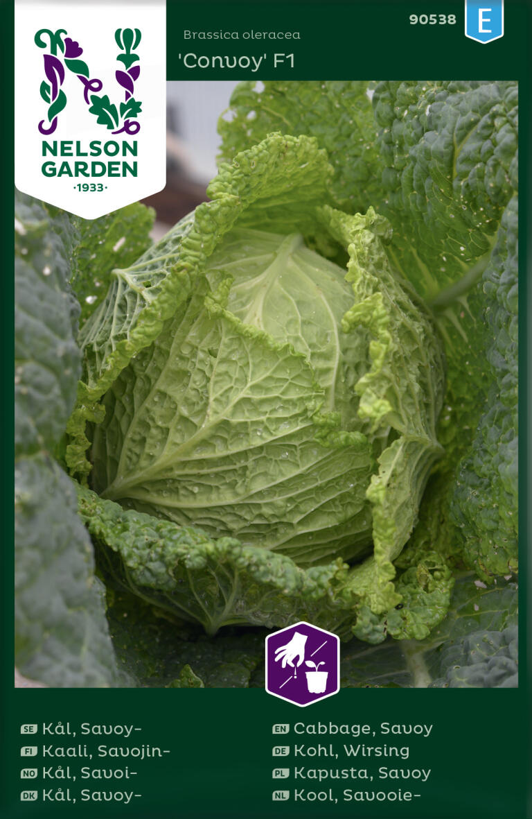 Savoikål 'Convoy' F1